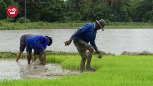 ชาวนากำลังลงแปลงเพาะปลูกในพื้นที่จังหวัดเพชรบุรี ประกอบข่าวเกษตรจังหวัดแจ้งเตือนเกษตรกรเร่งปรับปรุงทะเบียนเกษตรกรภายในกรอบ 15–60 วันหลังหว่านข้าว เพื่อรักษาสิทธิประโยชน์และมาตรการช่วยเหลือเยียวยากรณีเกิดภัยพิบัติ